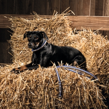 Eskadron Hundehalsband und Leine Set