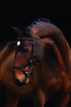 Horseware Rambo Micklem Competition Bridle Trense Dark Havana Braun